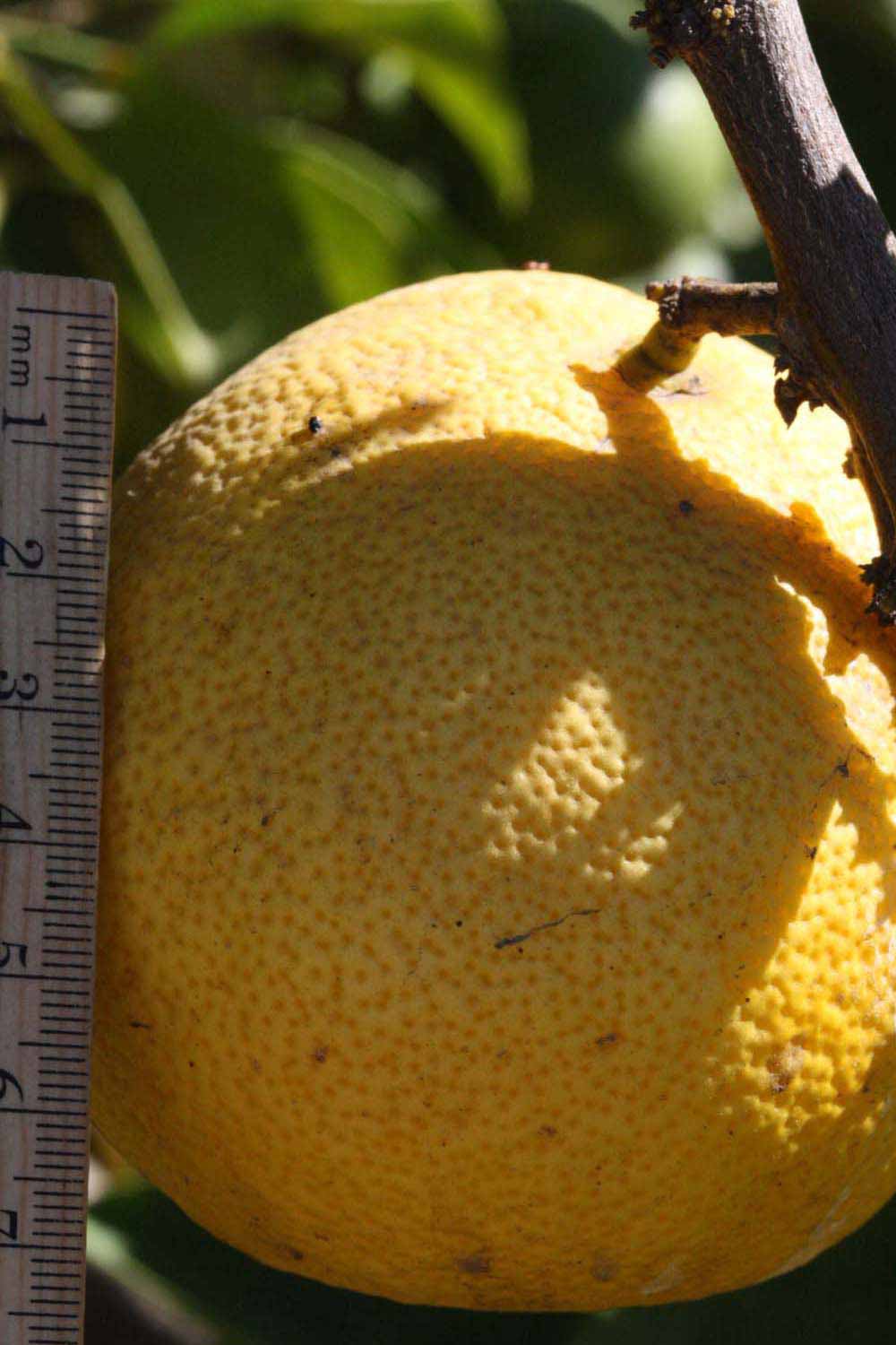            Fruit (Riverside, CA)   